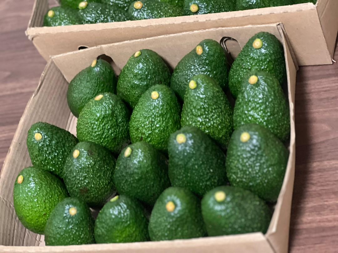 Premium packed avocado fruit